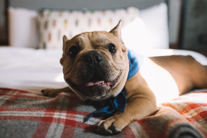Dog smiling on a bed at our boutique hotel in Minneapolis, MN