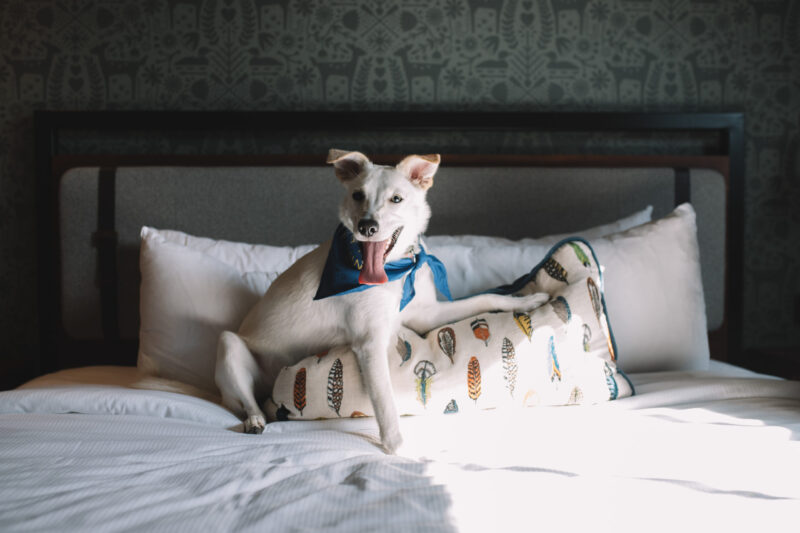 White dog with a blue bandana lying on a pillow on a Minneapolis hotel bed