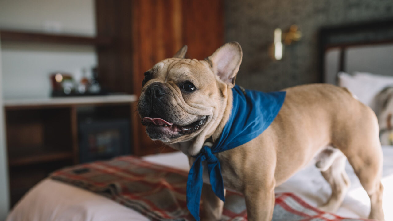 Smiling bulldog standing on the bed at our North Loop hotel in Minneapolis
