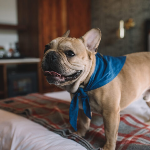 Smiling bulldog standing on the bed at our North Loop hotel in Minneapolis