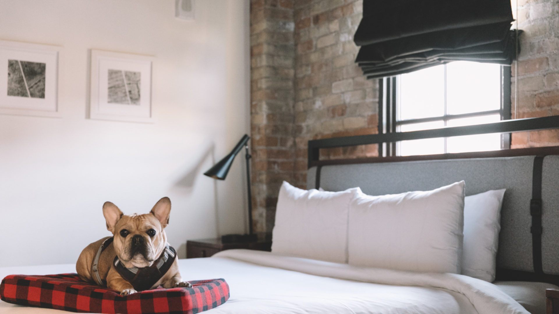 Small brown dog on a plaid dog bed on top of a Minneapolis hotel bed