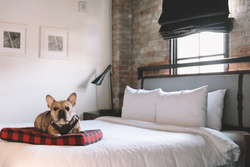 Small brown dog on a plaid dog bed on top of a Minneapolis hotel bed
